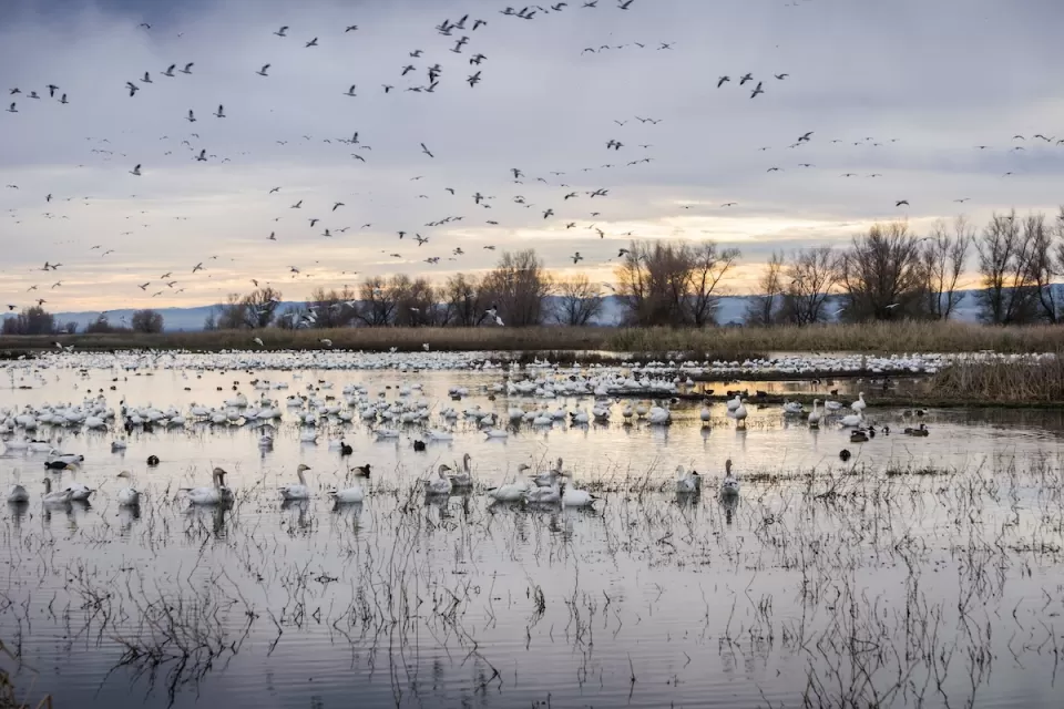 Flock of white snow geese flying and resting in water in Sacramento River delta at sunset.